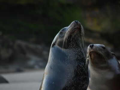 California Sea Lions posing for camera