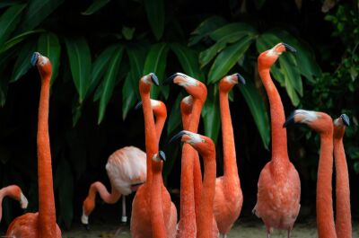 Flamingos at San Diego Zoo