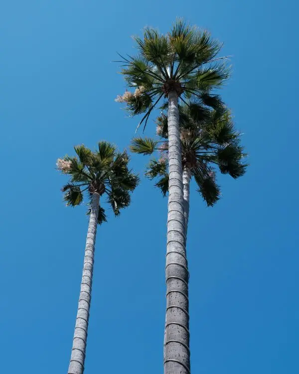 Palm Trees Against Blue Sky in San Diego California